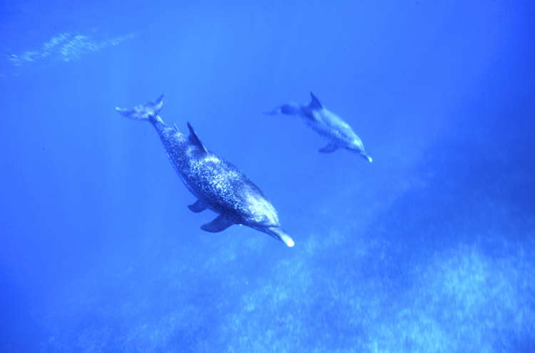 DIVING;UNDERWATER';dolphin;UNDERWATER;sea;F889_FACTOR_9A-100 3